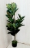 Фикус в горшке 1,1 м. HL-45А/46А