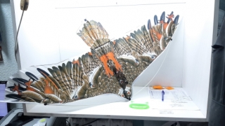 Воздушный змей 50 см.F-28( орел )