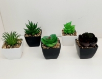 Стат. цв. Суккулент в горшке. в ассортименте 7-10 см.658-2