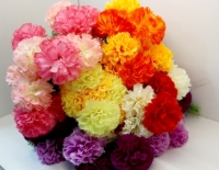 Стат. цв. гвоздика садовая 50 см. Х-86(12 голов)