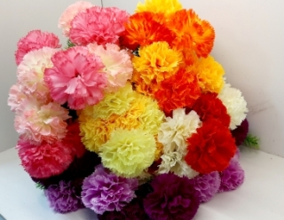 Стат. цв. гвоздика садовая 50 см. Х-86(12 голов)