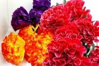 Хризантемы 73 см. TG-1 (7 голов)