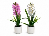 Фрезия в горшке 38 см. Z-119