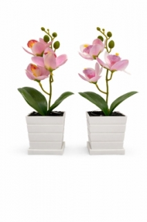 Орхидея Фаленопсис в горшке 28 см. Z-111 