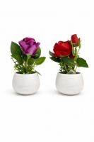 Розы в горшке 23 см. Z-120