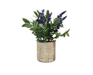 Лаванда в горшке 22 см. Z-112