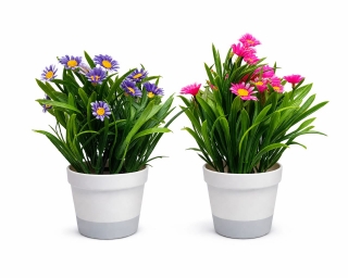 Ромашки в горшке 26 см. Z-123