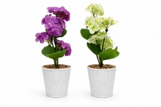 Гортензия в горшке 35 см. Z-113 