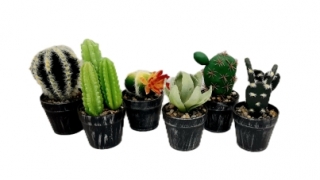 Стат. цв. Кактус в горшке, в ассортименте 10-15 см. 658-7/8