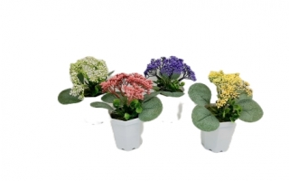 Стат. цв. Дихроа в горшке 14,5 см.658-6