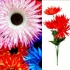 Герберы 77 см. QR-3 (7 голов)